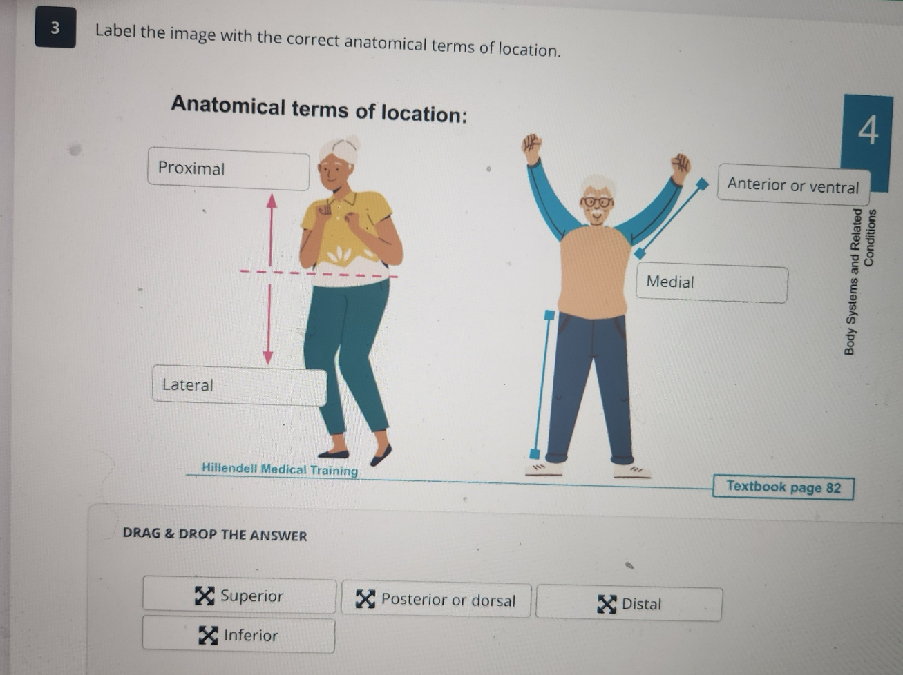 Solved 3 ﻿Label the image with the correct anatomical terms Biology Diagrams