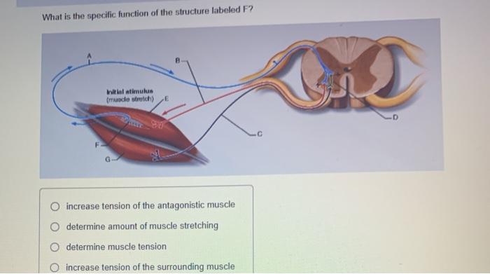 Solved What is the specific function of the structure | Chegg.com