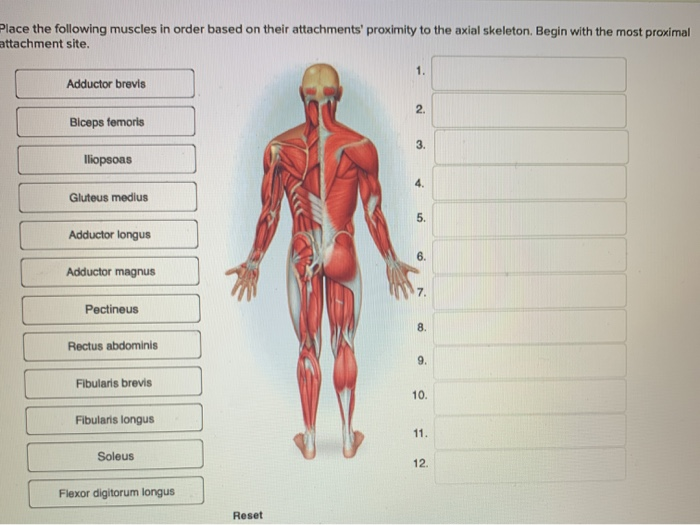 Solved Correctly label the muscles of the leg. Plantaris | Chegg.com