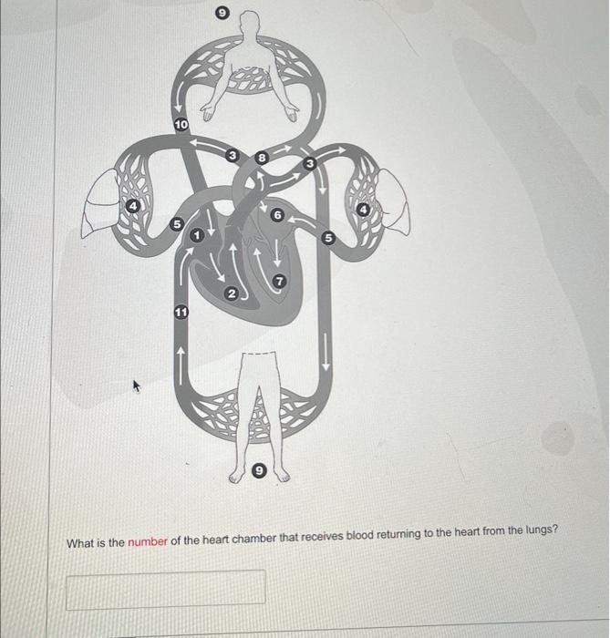 the chamber of human heart which receives blood from lungs