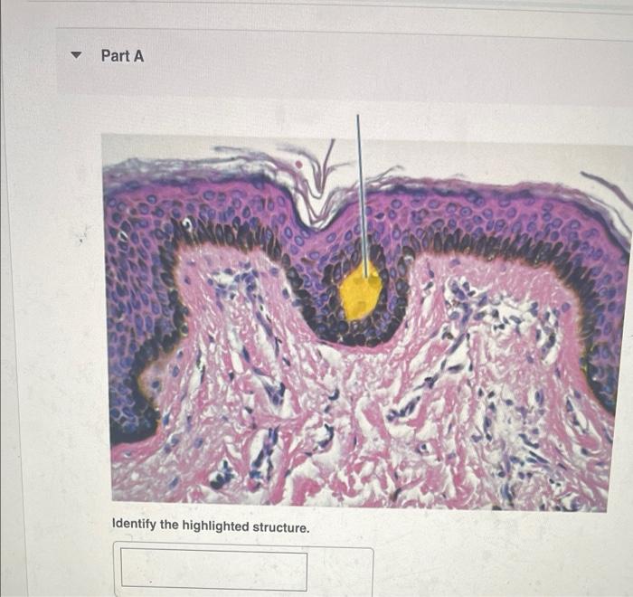 Solved Part A Identify the highlighted layer. Part A | Chegg.com