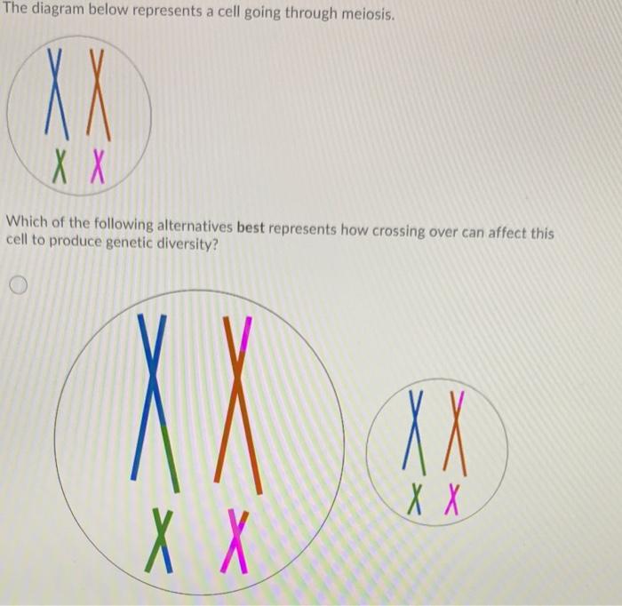 Solved The diagram below represents a cell going through | Chegg.com