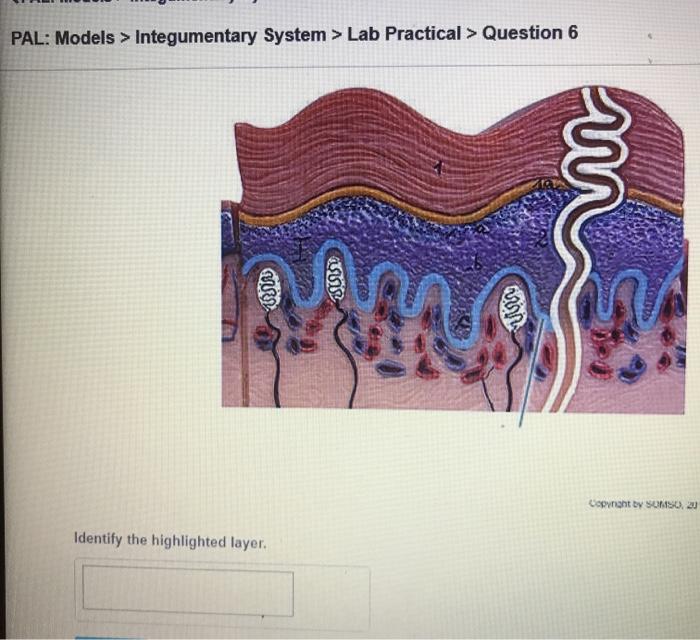 Solved PAL: Models > Integumentary System > Lab Practical > | Chegg.com