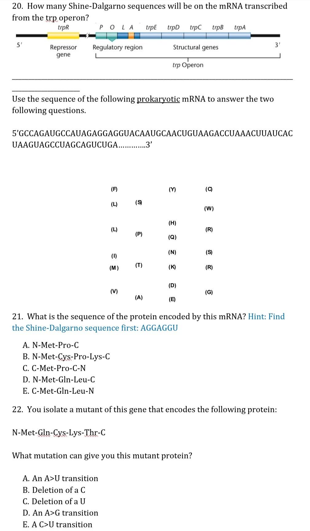 Solved 20. How many ShineDalgarno sequences will be on the