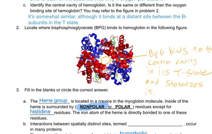 c. Identify the central cavity of hemoglobin. Is it the same or different than the oxygen binding site of hemoglobin? You may