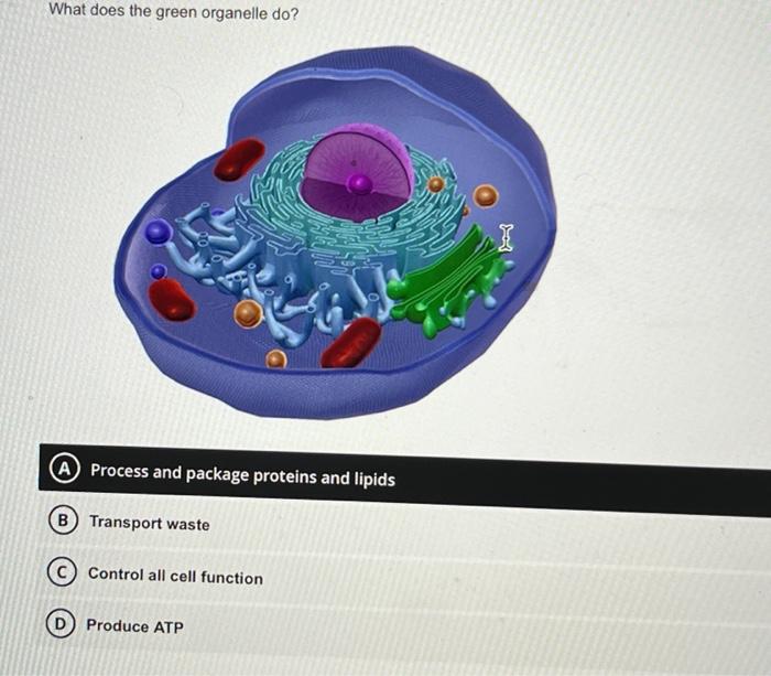 Solved What does the green organelle do? Process and package | Chegg.com