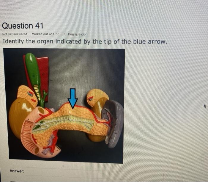 Question 41 Not yet answered Marked out of 1.00 Flag question Identify the organ indicated by the tip of the blue arrow. Answ