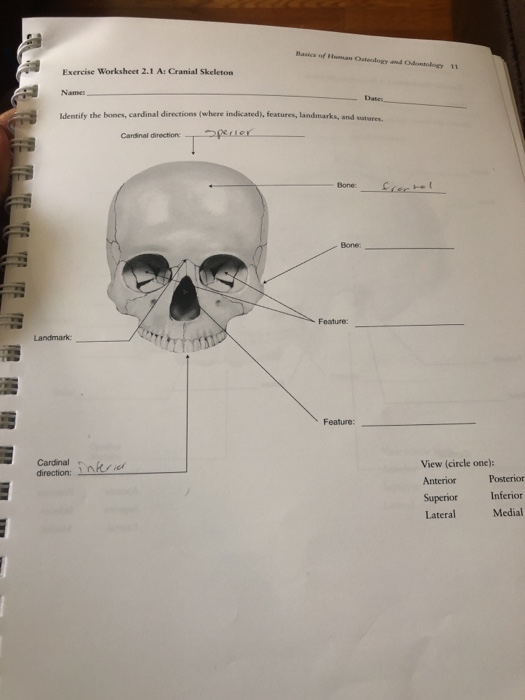 Solved Of Oleologowy 11 Exercise Worksheet 2 1 A Cranial Chegg Com
