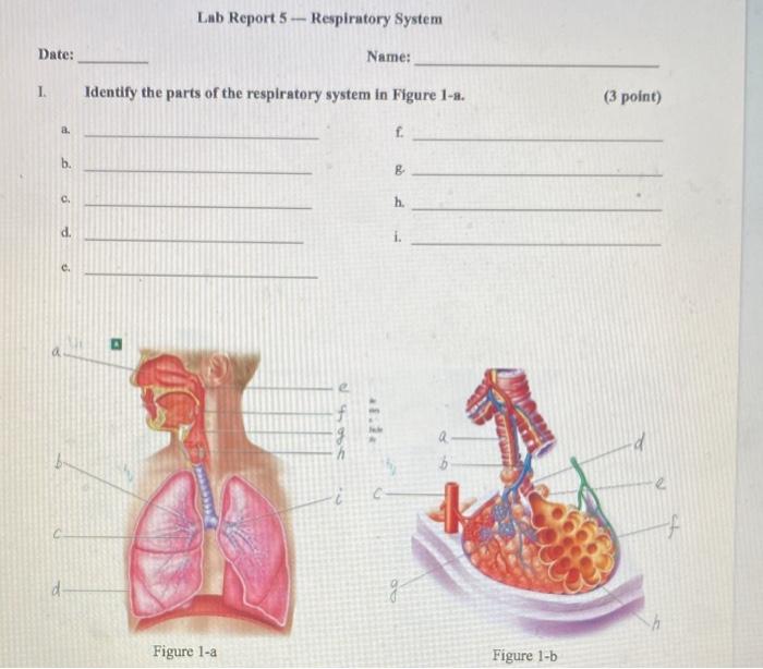 Solved Lab Report 5 - Respiratory System Date: Name: 1 | Chegg.com