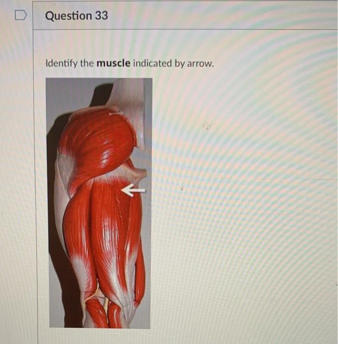 Solved Identify the muscle indicated by arrow. What is the | Chegg.com