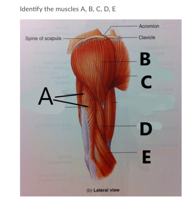 spine of scapula