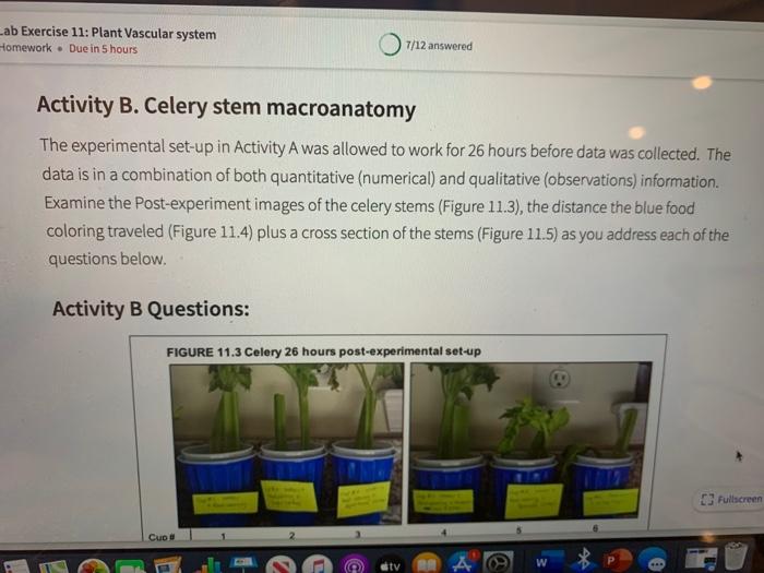 Solved ASSIGNED GRADEBOOK FIGURE 11.2 Celery vascular tissue
