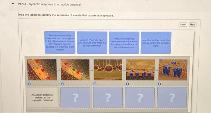 solved-part-a-synaptic-response-to-an-action-potential-drag-chegg