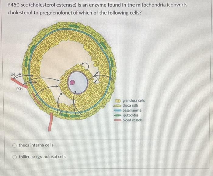 Solved The scrotum of the male is homologous (or equivalent)