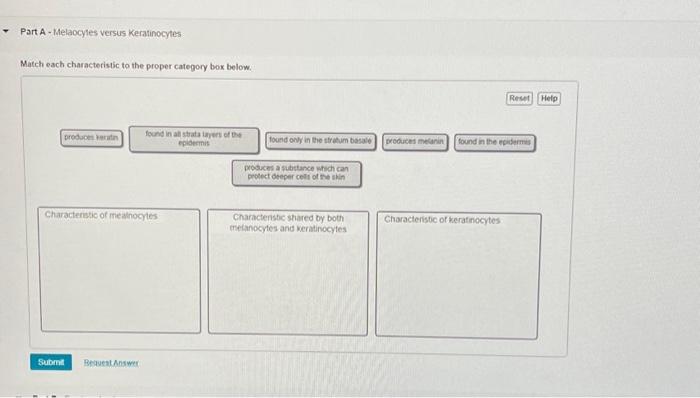 Solved Part A - Melaocytes versus Keratinocytes Match each | Chegg.com