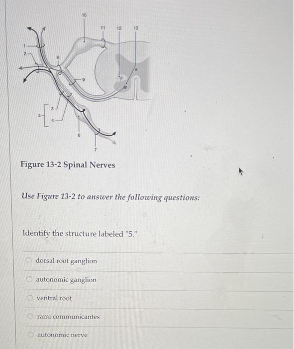 Solved 10 12 13 Figure 13-2 Spinal Nerves Use Figure 13-2 to | Chegg.com