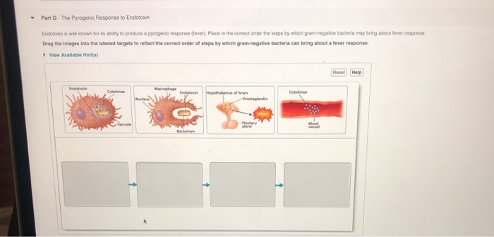 Part G. The Pyrogenic Response To Endotoxin Endotoxin | Chegg.com