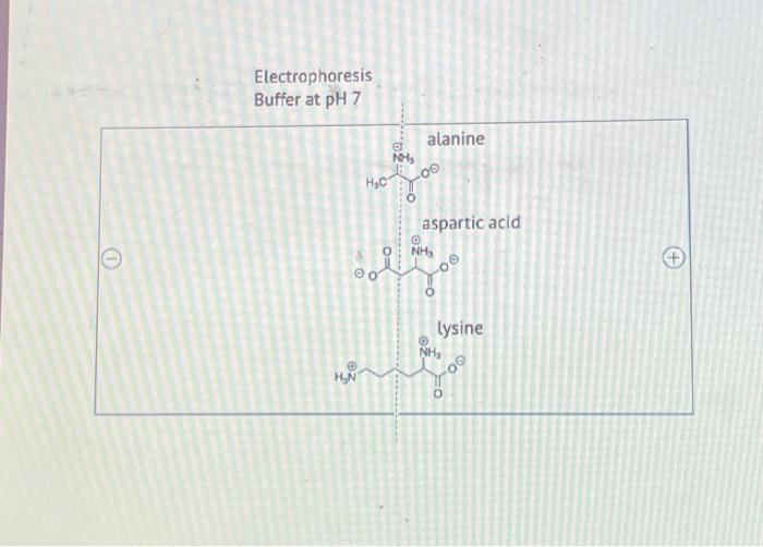 Solved Amino acids have different protonation states at
