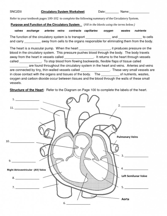 Solved SNC200 Date: Name: and Circulatory System Worksheet | Chegg.com