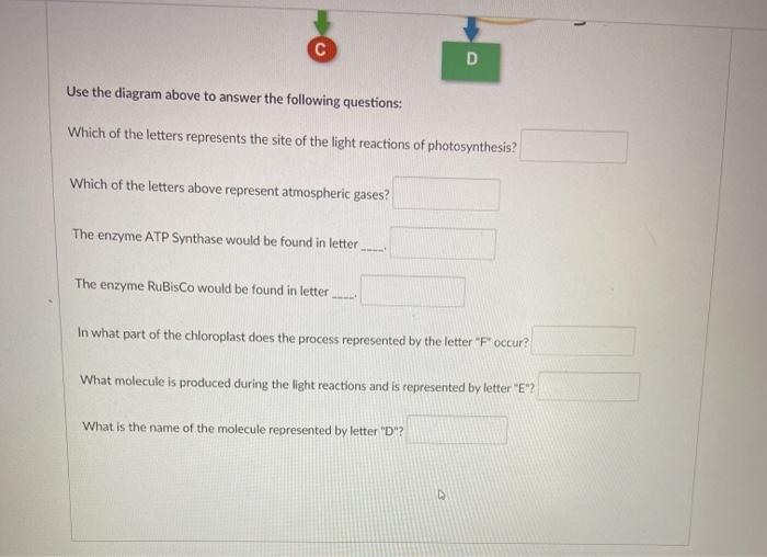 Solved H A B G F с D Use the diagram above to answer the | Chegg.com