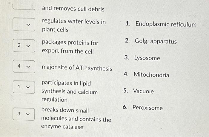 Solved Match The Organelle With Its Function. Digests | Chegg.com