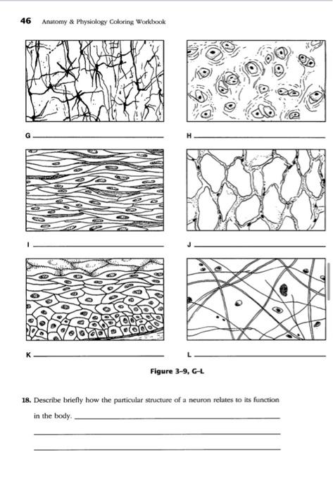 anatomy and physiology coloring workbook body tissues