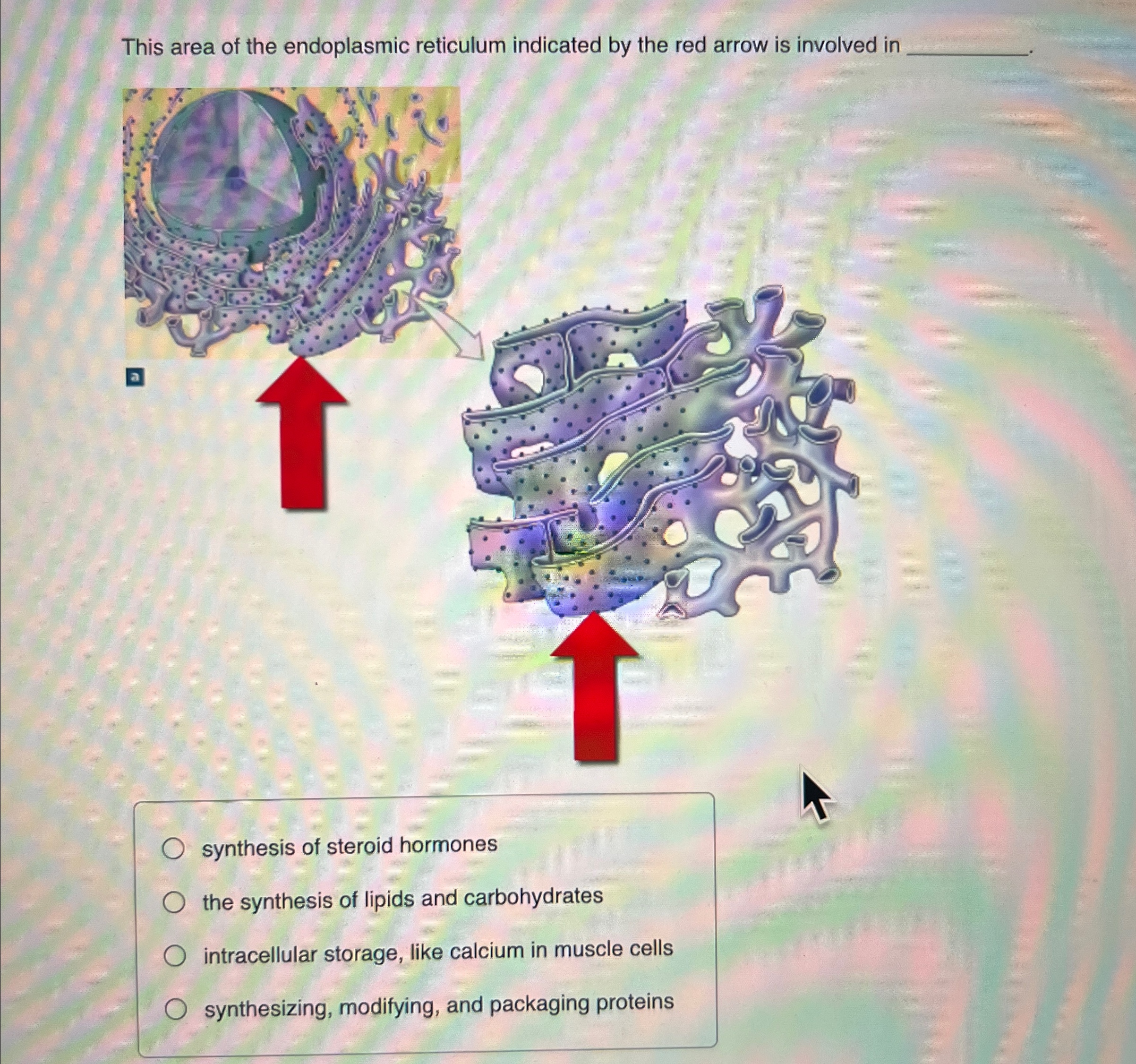 Solved This area of the endoplasmic reticulum indicated by | Chegg.com