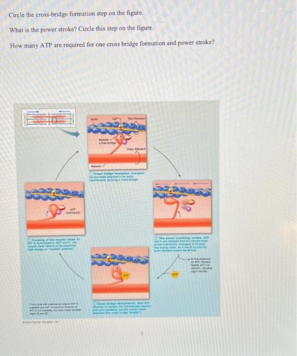 Solved What is cross bridge formation? How does exposure of | Chegg.com