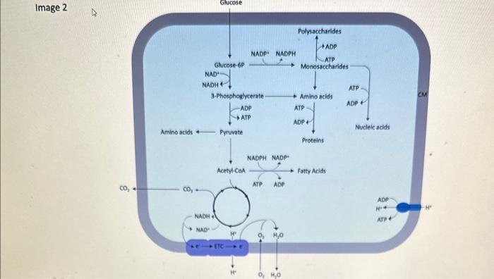 Solved Image 2 Oxygenic photoautotrophic Anaerobic | Chegg.com