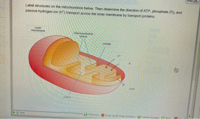 Label structures on the mitochondrion below. Then | Chegg.com