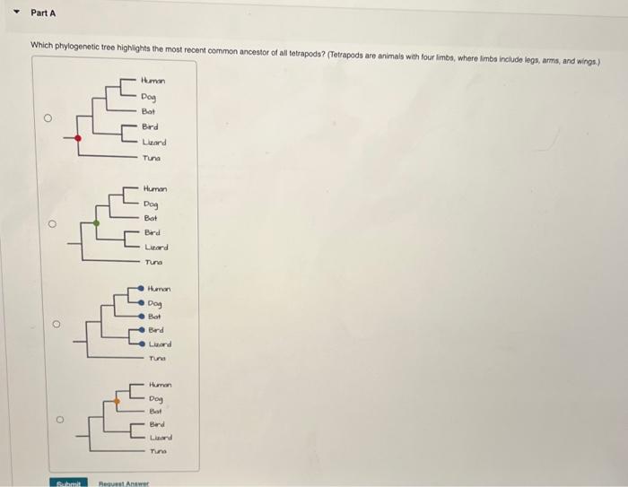 Which phylogenetic tree highlights the most recent common ancestor of all tetrapods? (fetrapods are animals with four limbs, 