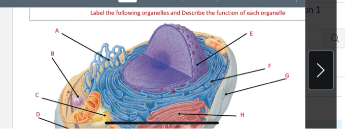 Solved: Classes Of Molecules And Their Components Function... | Chegg.com