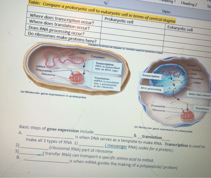 solved-heading-2-tit-styles-table-compare-a-prokoryotic-chegg