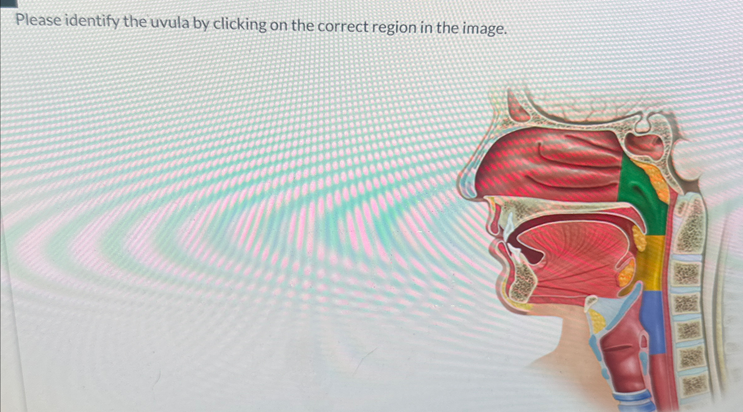 Solved Please identify the uvula by clicking on the correct | Chegg.com
