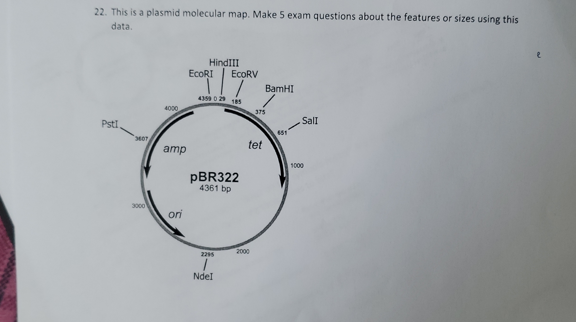 Solved This is a plasmid molecular map. Make 5 ﻿exam | Chegg.com