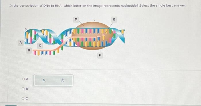 Solved In the transcription of DNA to RNA, which letter on | Chegg.com