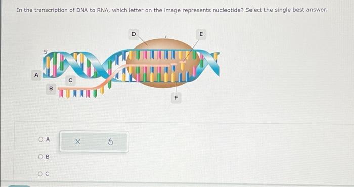 Solved In The Transcription Of DNA To RNA, Which Letter On | Chegg.com