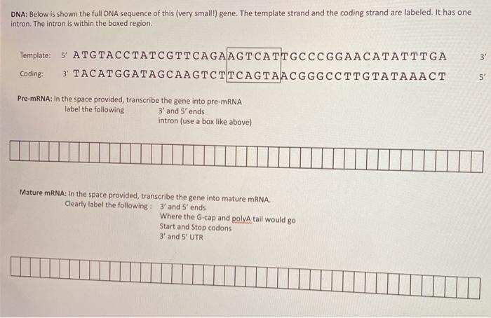 Solved DNA: Below is shown the full DNA sequence of this | Chegg.com