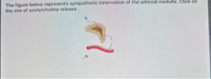 The figure below represents sympathetic innervation of the adrenal medulla. Click on the site of acetylcholine release.
