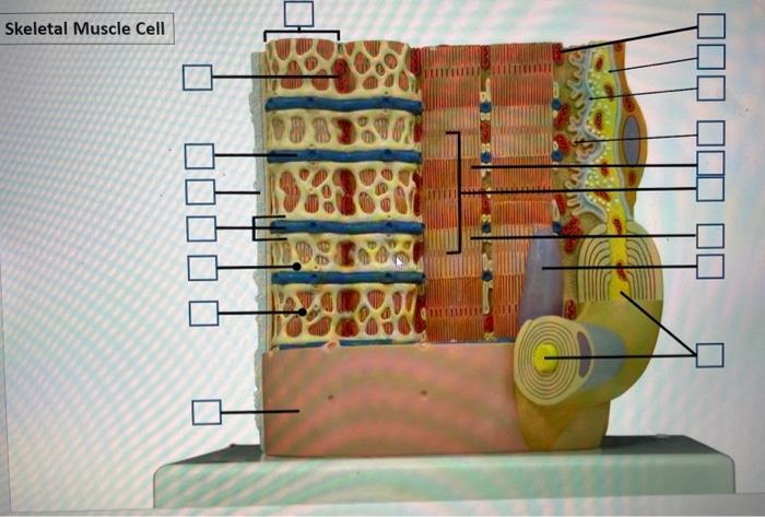 muscle cell model