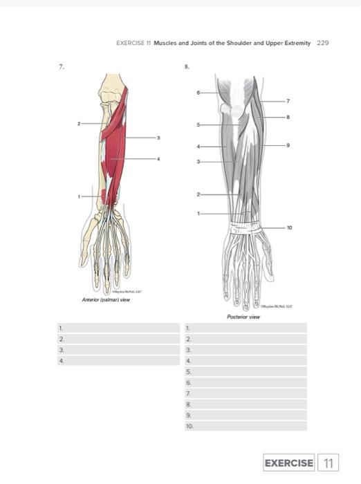 Solved EXERCISE 11 Muscles and Joints of the Shoulder and | Chegg.com