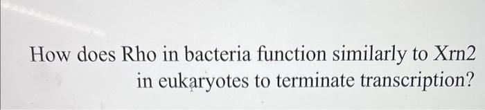 Solved How does Rho in bacteria function similarly to Xrn2 | Chegg.com