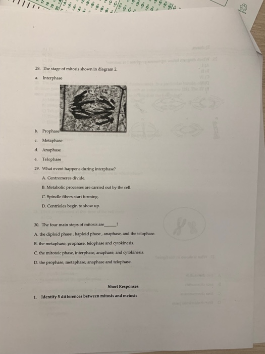 Solved Ob 28 The Stage Of Mitosis Shown In Diagram 2 In