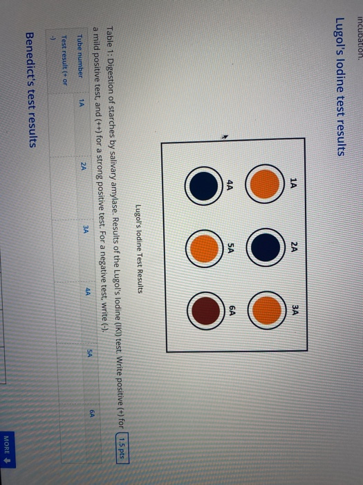 Solved incubation Lugol's lodine test results SA Lugol's | Chegg.com