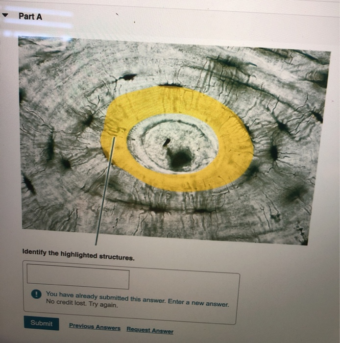 Solved Part A Identify The Highlighted Structures You Have Chegg Com