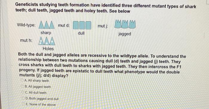 Solved Geneticists studying teeth formation have identified | Chegg.com