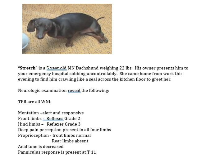 Stretch is a 5 year old MN Dachshund weighing 22 lbs. His owner presents him to your emergency hospital sobbing uncontrolla