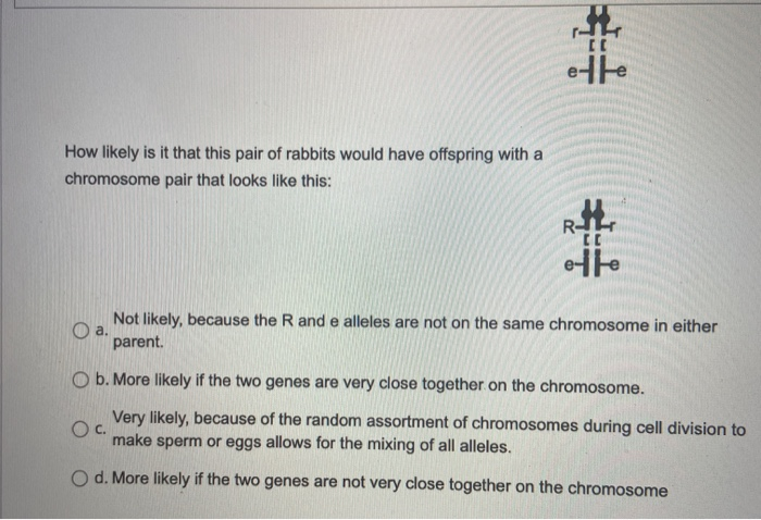 Solved Two different genes are located on the same autosomal | Chegg.com