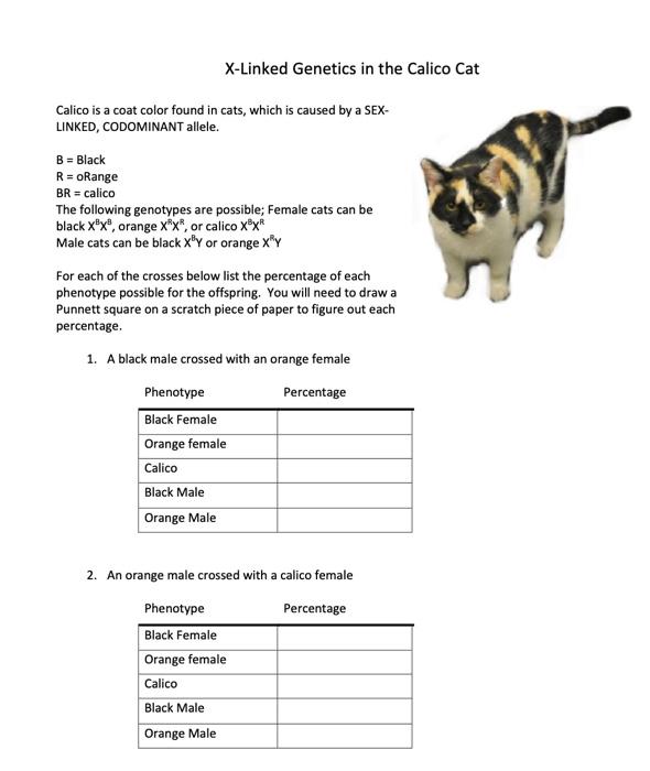 calico cats genetics