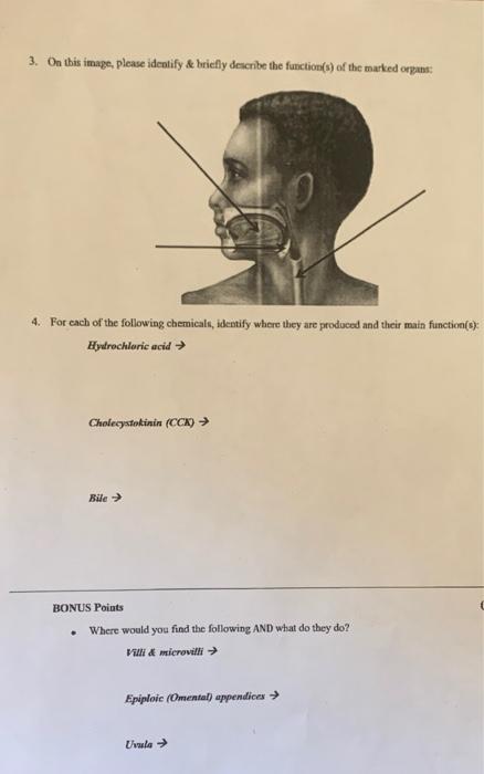 Solved 1. On this image, please identify AND briefly | Chegg.com